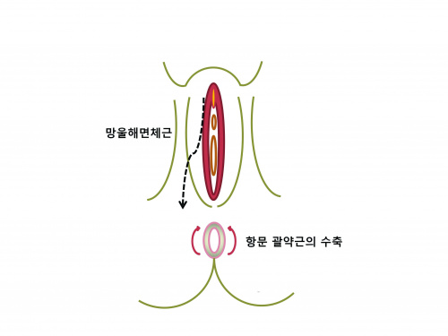 실습학생지침서 그림43.jpg