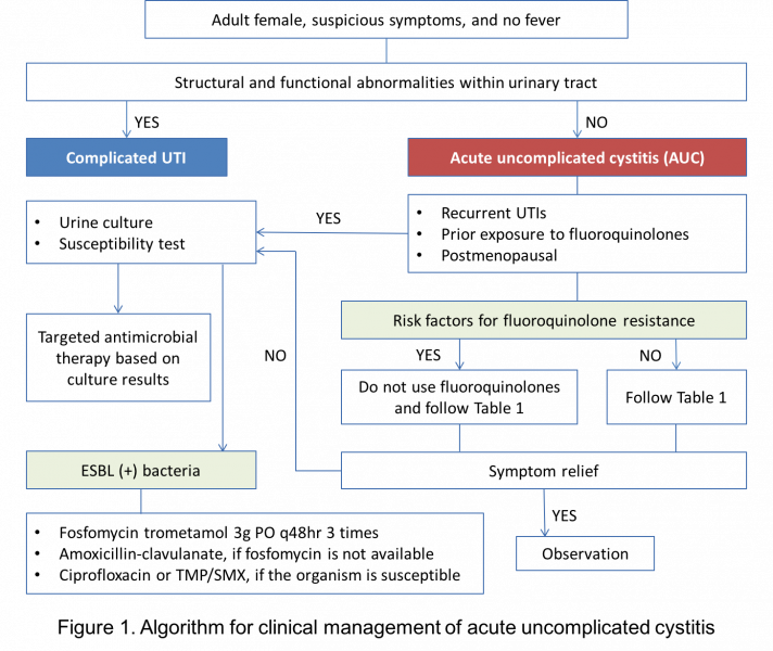 파일:급성 단순 방광염.png